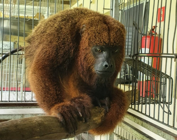 Macaco Bugio Resgatado Na Ilha Das Caieiras Es