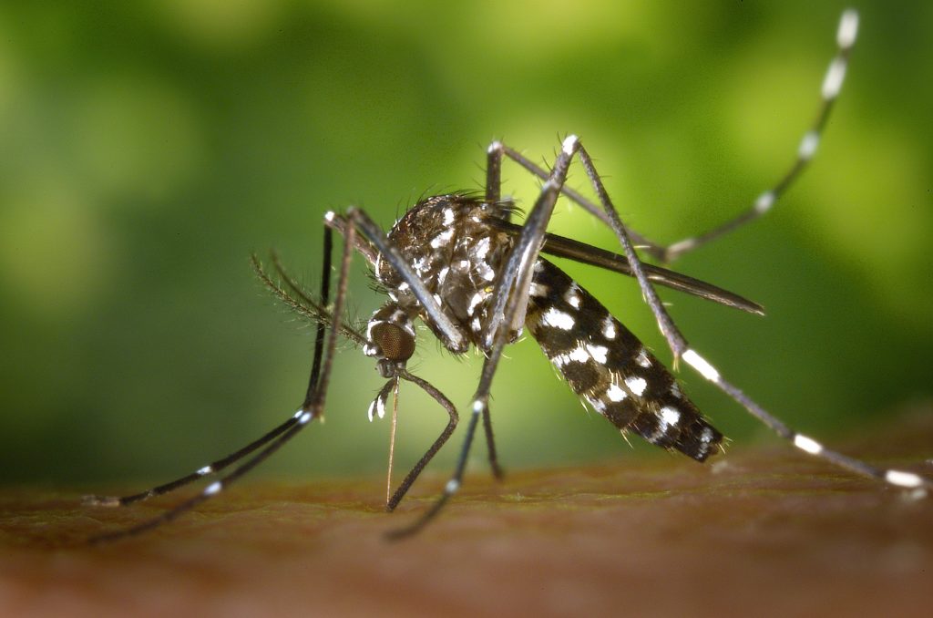 Brasilien hat die zweithöchste Zahl von Dengue-Fällen in der Geschichte.  Foto: Pixabay