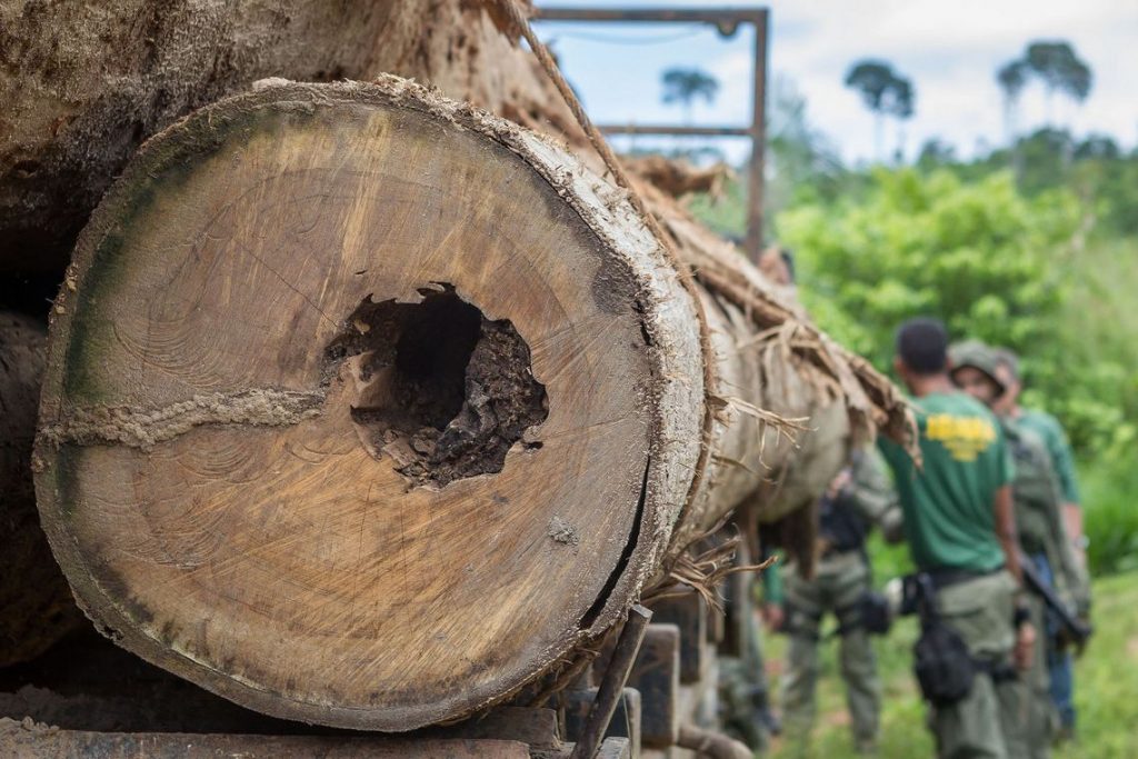 Amazônia: desmate tem queda de 28% em julho, a primeira em 14 meses. Foto: Vinícius Mendonça/Ibama