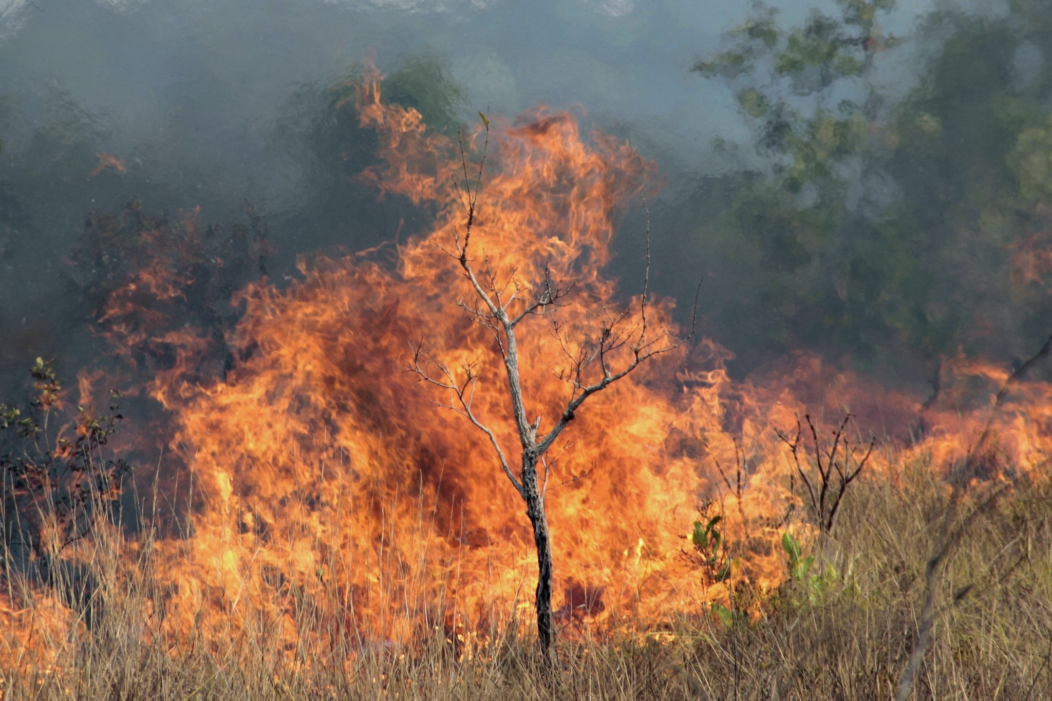 Incêndios levam Mato Grosso do Sul a decretar situação de emergência. Foto: Vinícius Mendonça/Ibama