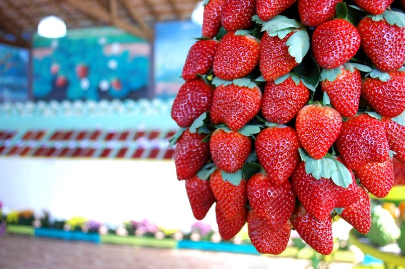 Morango, agroturismo