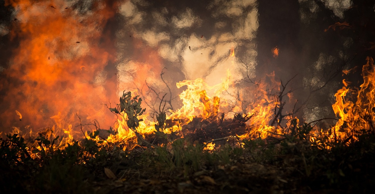 ‘Não pode ser acidente’, diz delegado da PF sobre incêndios no Pantanal. Foto: Pixabay