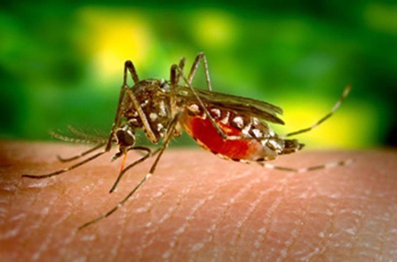 Mosquito da Dengue