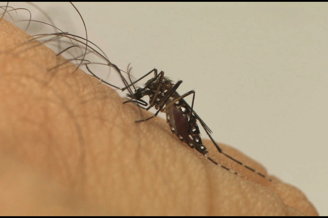 Mosquito Aedes aegypti; dengue. Foto: Divulgação/Fiocruz