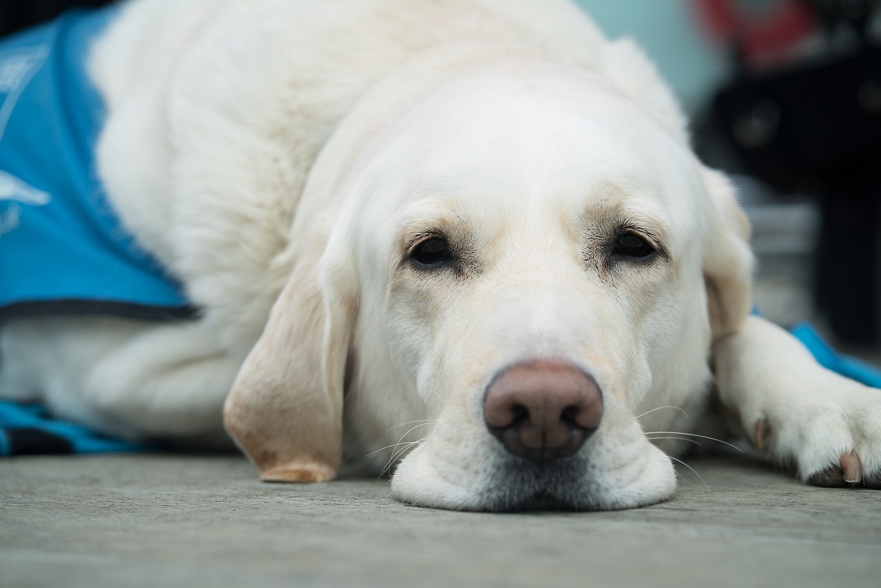 Cachorro e gato com medo de fogos: o que fazer? Foto: Pixabay