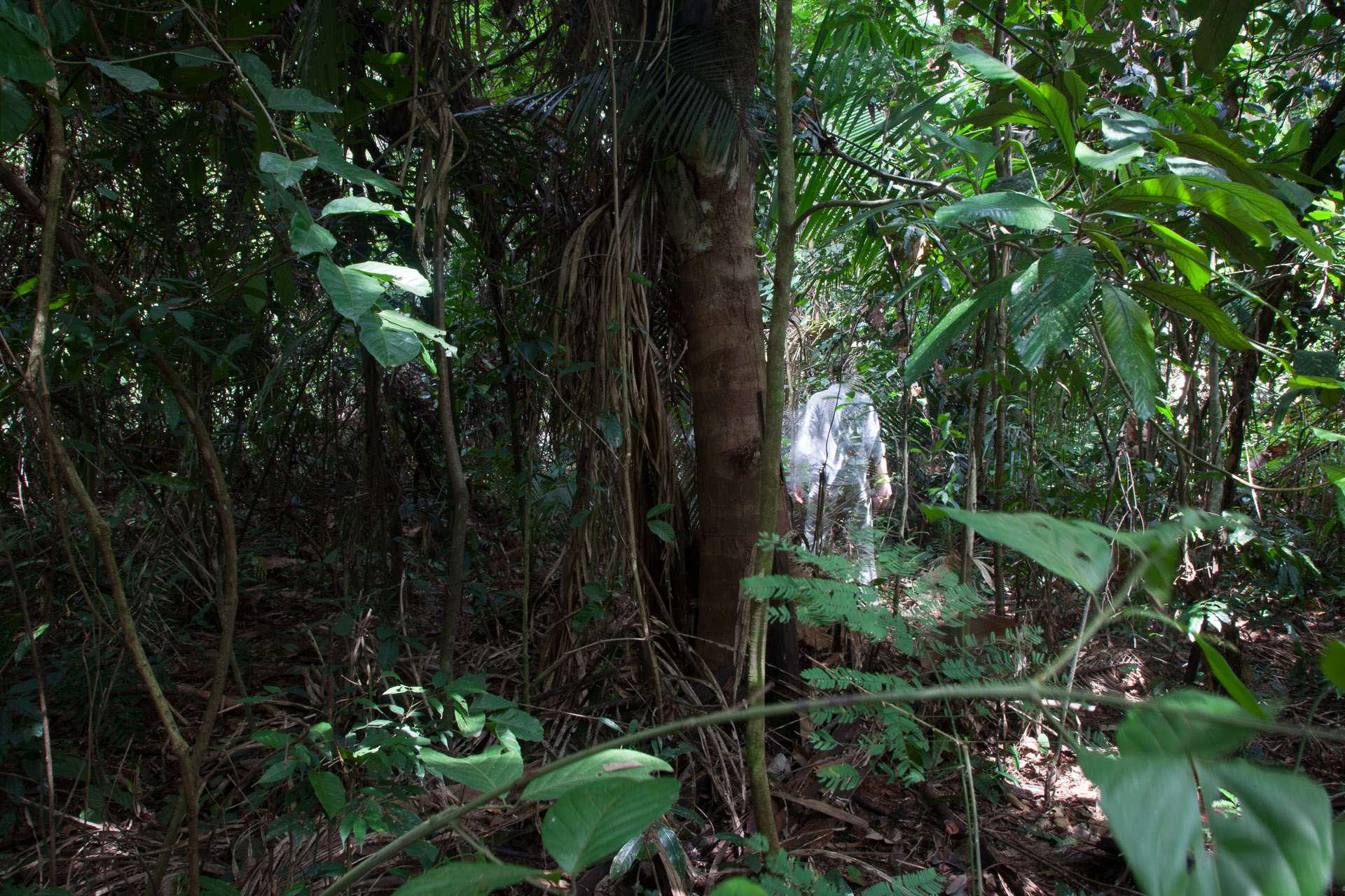 “Autorretratos Amazônia” mostra a diversidade da floresta. Foto: Miro Soares