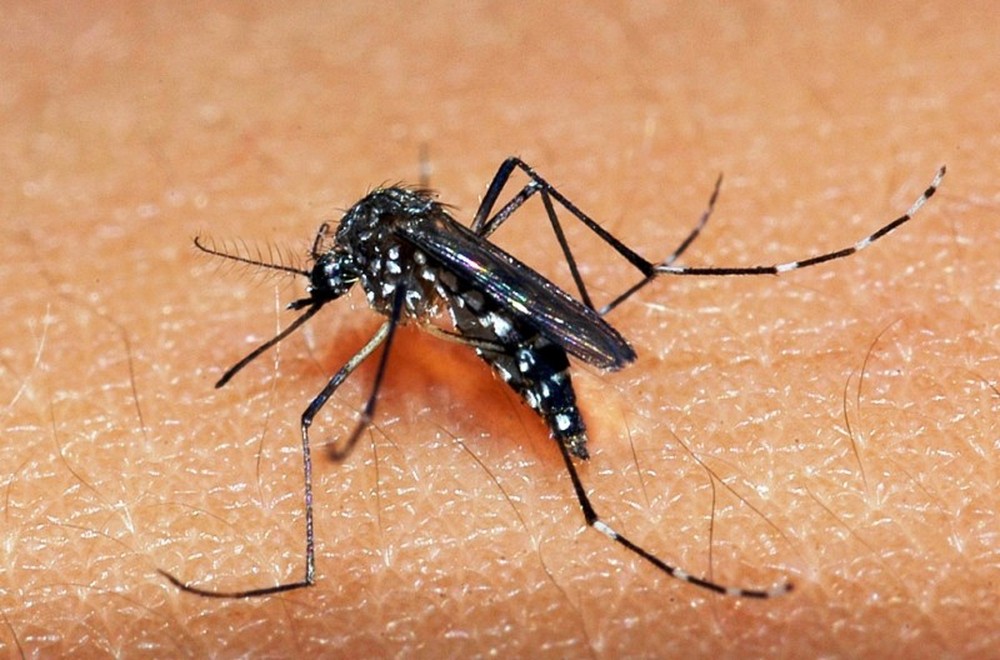 Espiritu Santo erlebt eine Phase der Stabilisierung bei Fällen von Dengue-Fieber