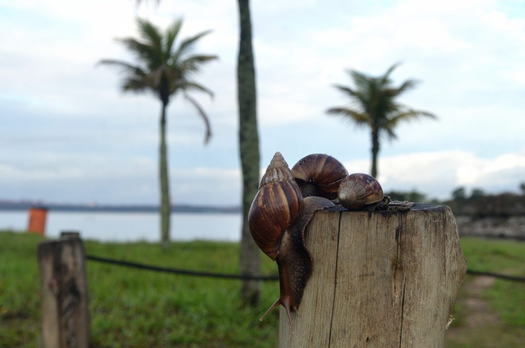 Prefeitura realiza controle de caramujos em Vitória. Foto: Chico Guedes