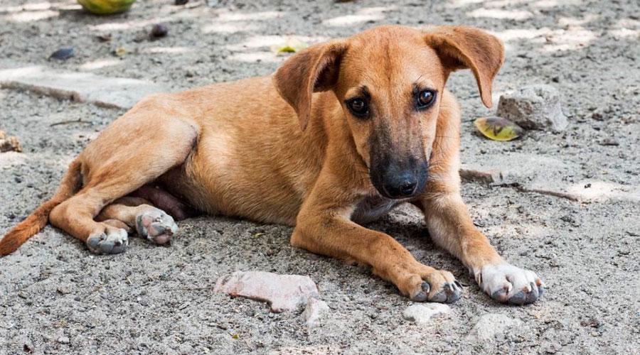 Cachorro em Vila Velha. Foto: Divulgação/PMVV