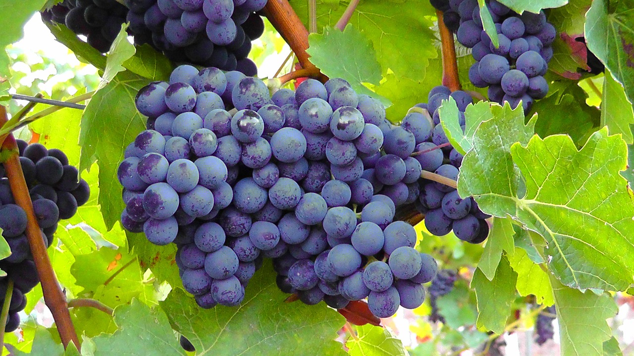 A uva traz boa sorte, segundo a tradição espanhola. Foto: Holger Schué/Pixabay