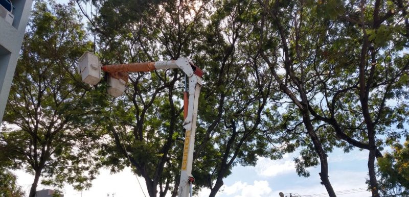As árvores removidas pela prefeitura de Vitória serão substituídas por mudas de novas espécies. Foto: Divulgação