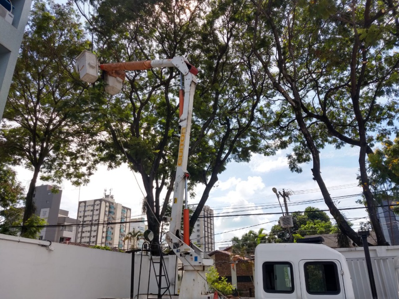 As árvores removidas pela prefeitura de Vitória serão substituídas por mudas de novas espécies. Foto: Divulgação