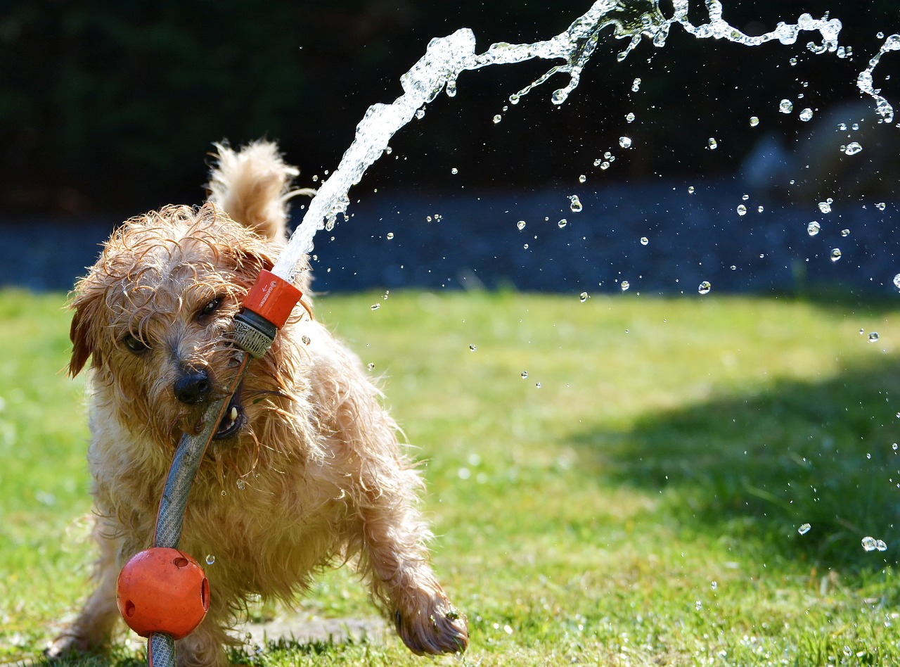 Cachorro com mangueira de água. Foto: Pixabay