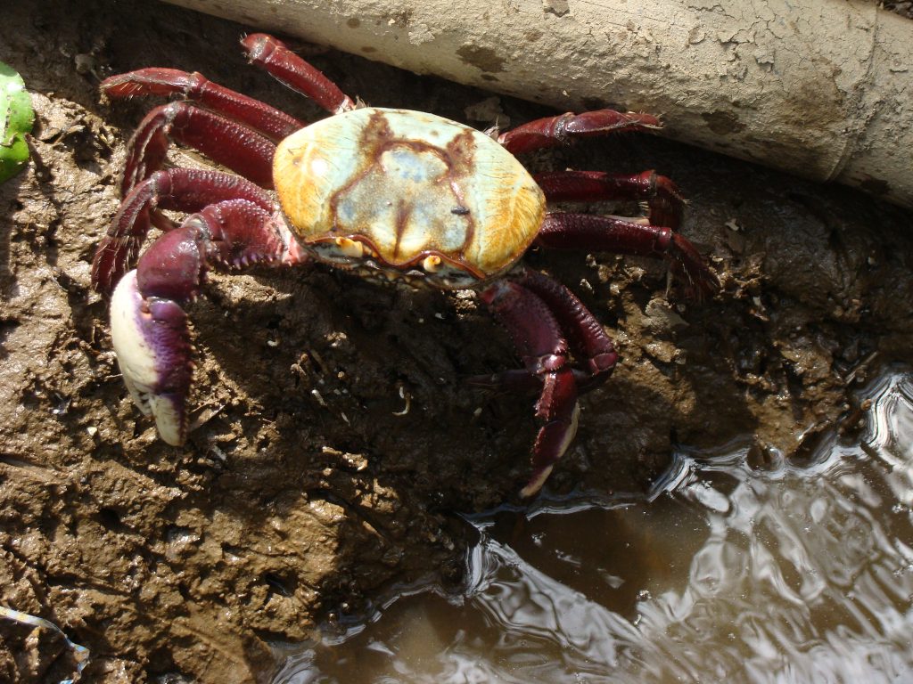 Caranguejo Uçá. Foto: Acervo/ICMBio