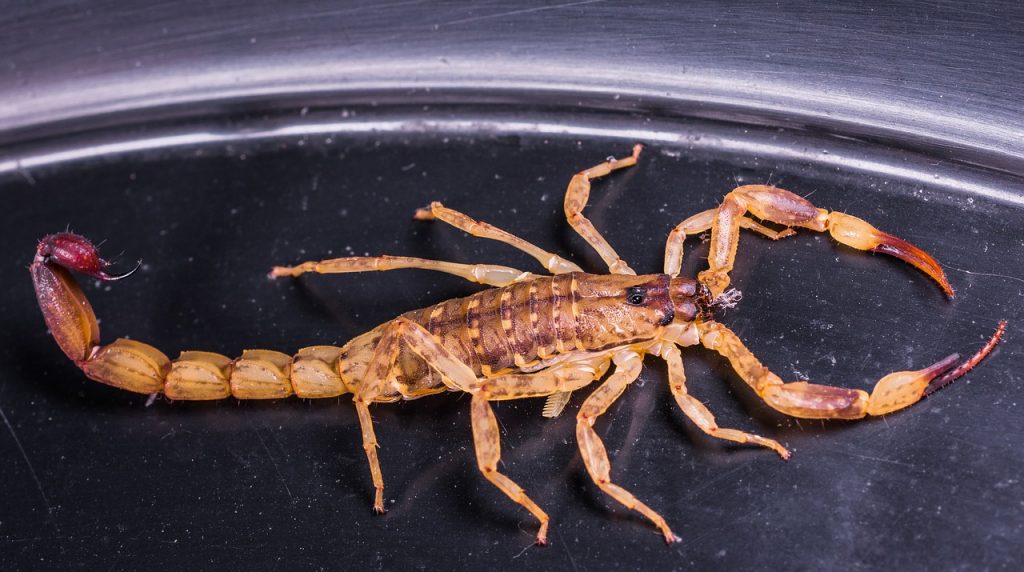 Escorpião. Foto: Pixabay