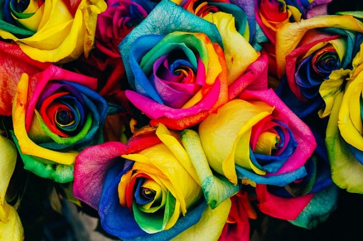 Rosas coloridas. Foto: Creative Commons