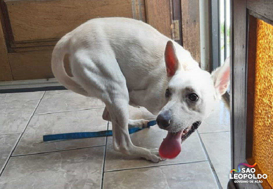 O cachorro Tintim foi abandonado duas vezes na última sexta-feira (2). Foto: Reprodução/Facebook/Prefeitura de São Leopoldo