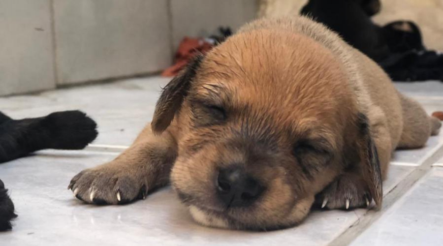 Cachorro dormindo. Foto: Divulgação/PMVV