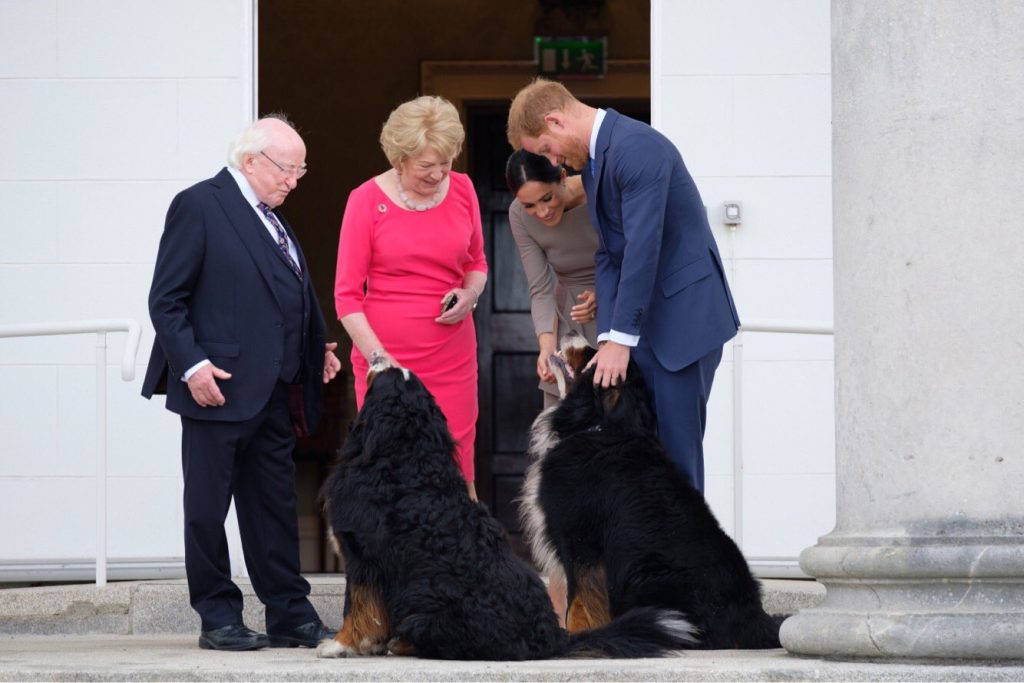 Cachorros do presidente da Irlanda fazem sucesso em eventos oficiais. Foto: Reprodução/Twitter