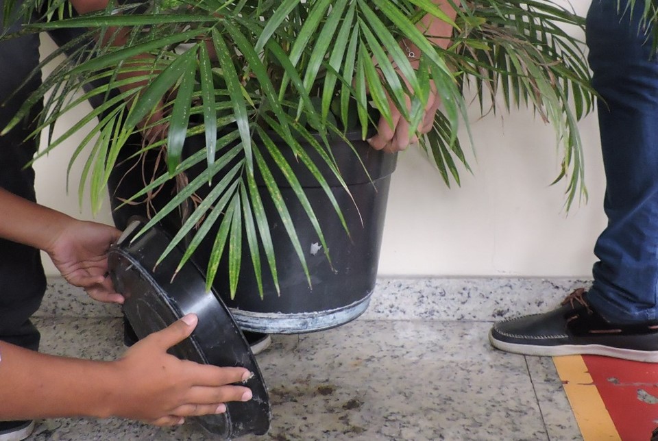 Verificar recipientes de plantas para evitar água parada. Foto: Divulgação/Sesa