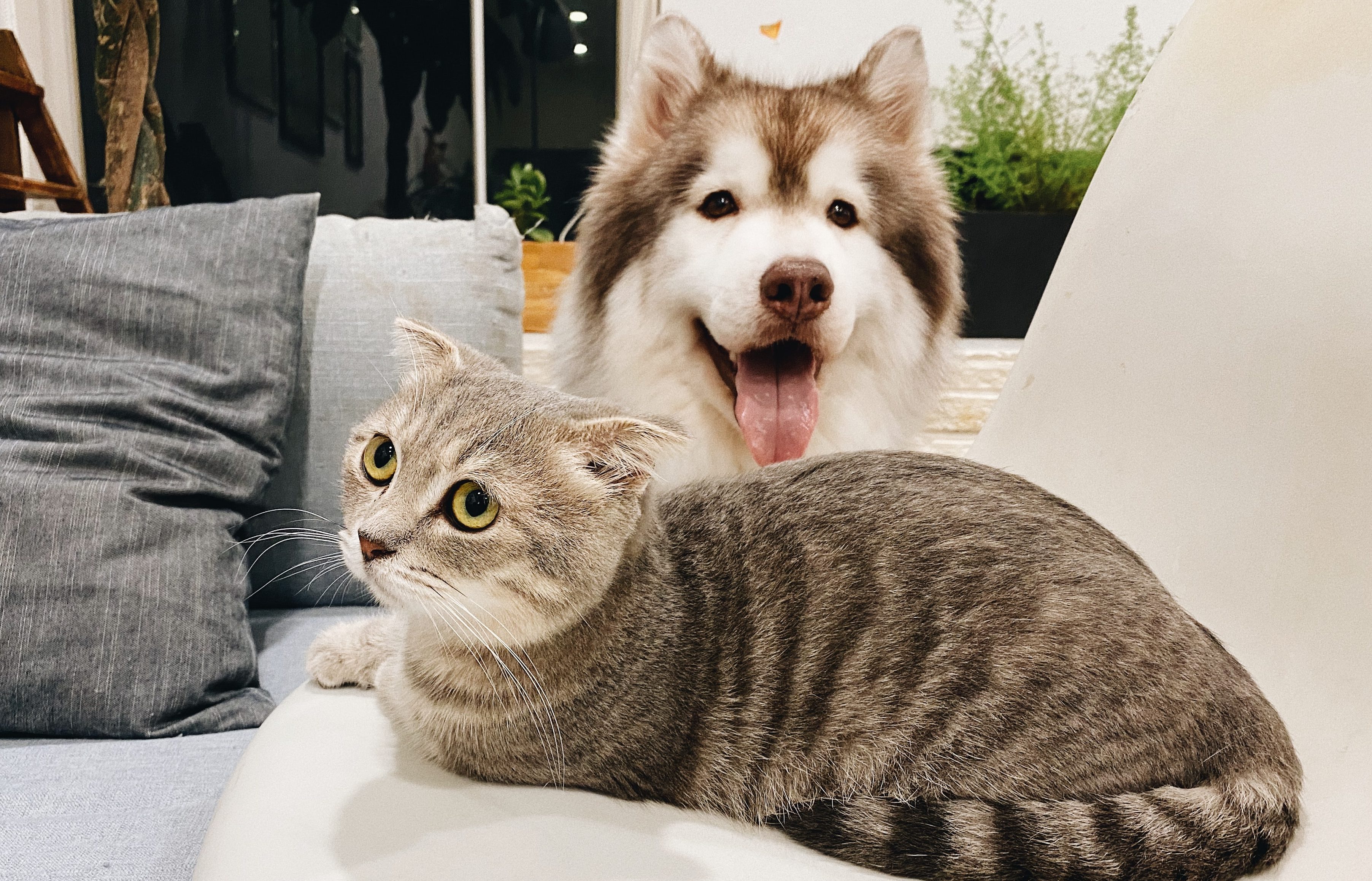 Vitória: aberto cadastro para castração de cães e gatos. Foto: Unplash