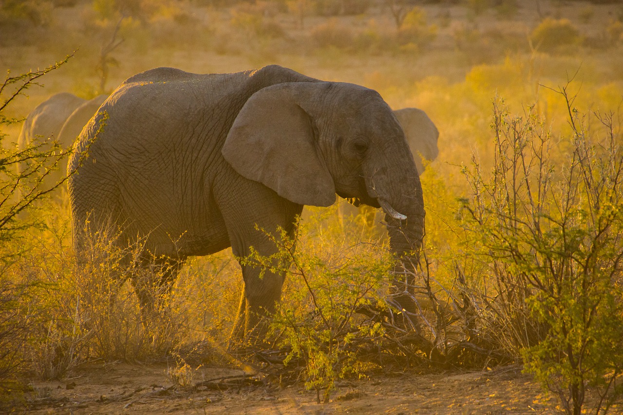 As câmeras registram, diariamente, o convívio dos animais em seus habitats naturais. Foto: Pixabay