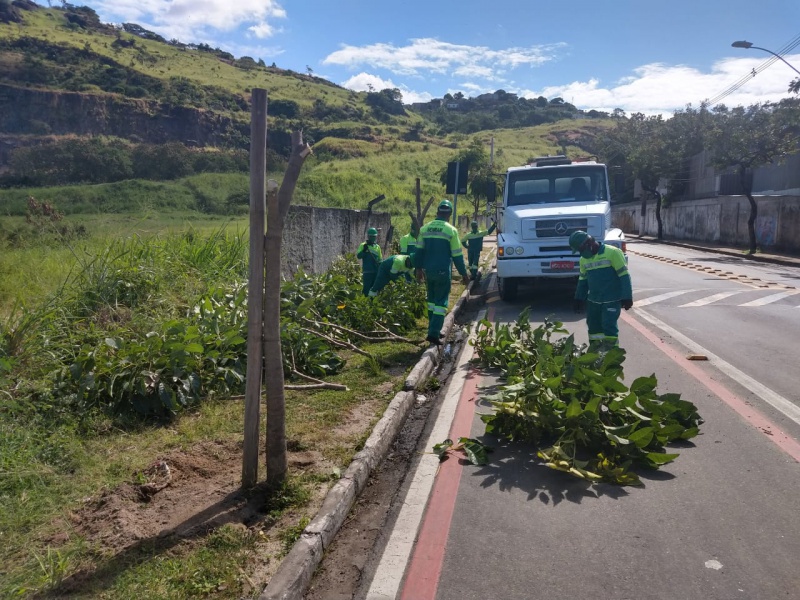 Árvores mortas ou com risco de queda são retiradas em vários pontos da cidade. Foto: Divulgação/Semmam
