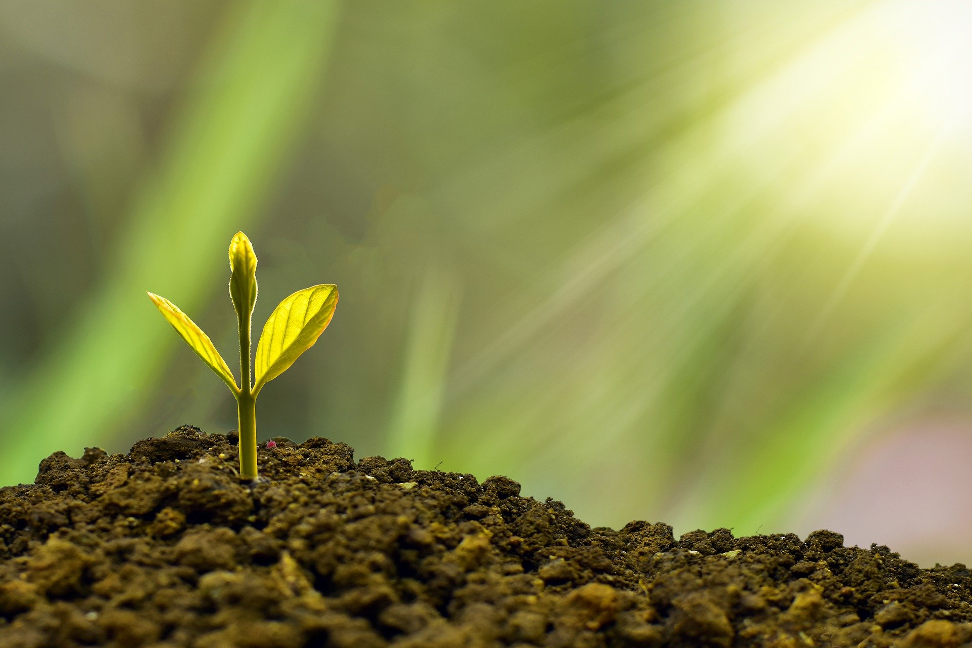 A bioeconomia ganha espaço no agronegócio. Foto: Pixabay