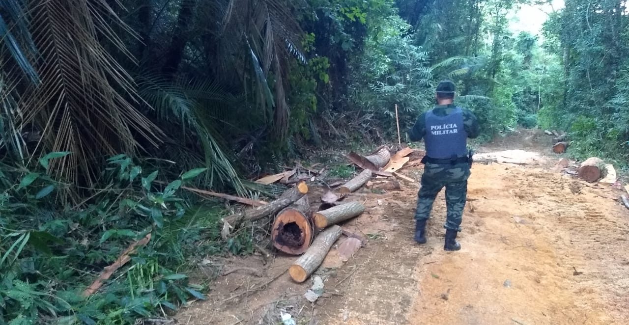 Com a retirada da madeira, o dono da. Foto: Divulgação