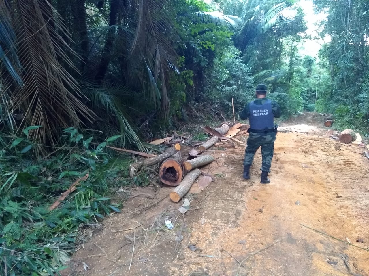 Com a retirada da madeira, o dono da. Foto: Divulgação