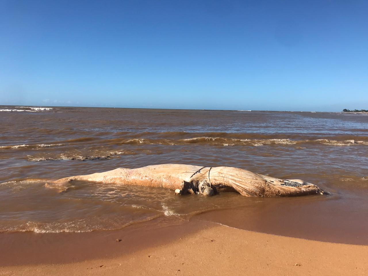 A baleia foi encontrada morta na Praia da Baleia, na Serra, com um cabo de rede utilizado para amarrar embarcações enrolado no corpo. Foto: Reprodução/Redes Sociais