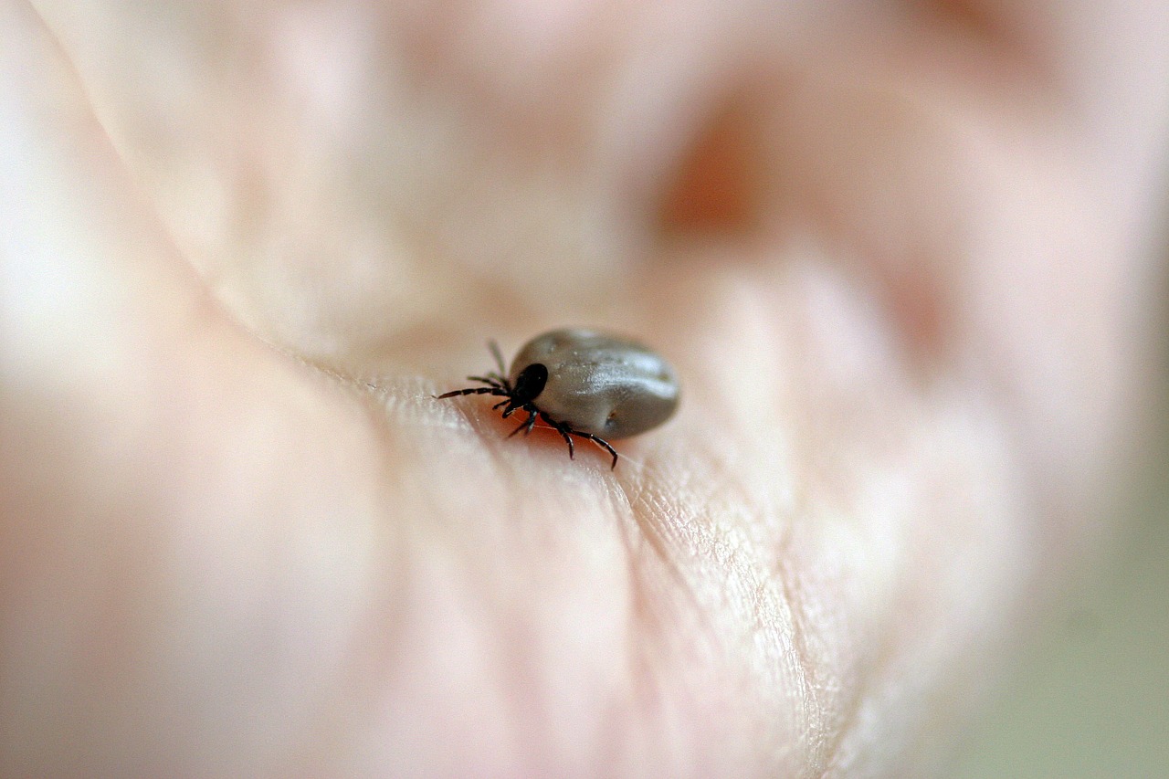 Startup desenvolve produto para controle biológico de carrapatos. Foto: Pixabay
