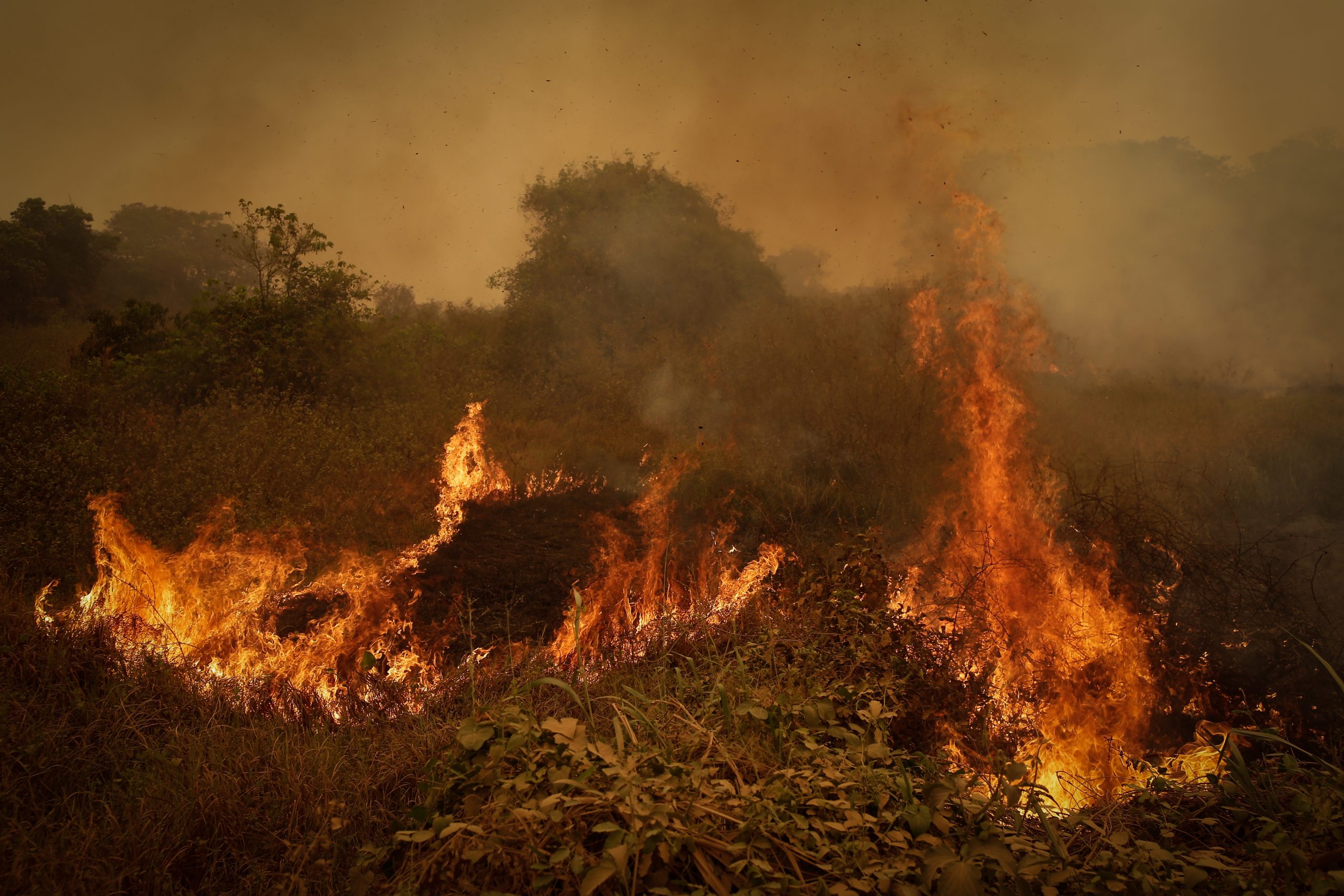 Queimadas no Pantanal batem recorde em 9 meses e são as maiores em 23 anos. Foto: Dida Sampaio/Estadão Conteúdo