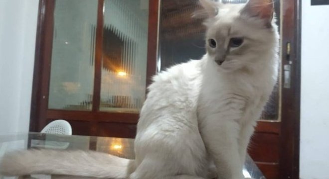 Gata com coronavírus. Foto: Reprodução/Twitter
