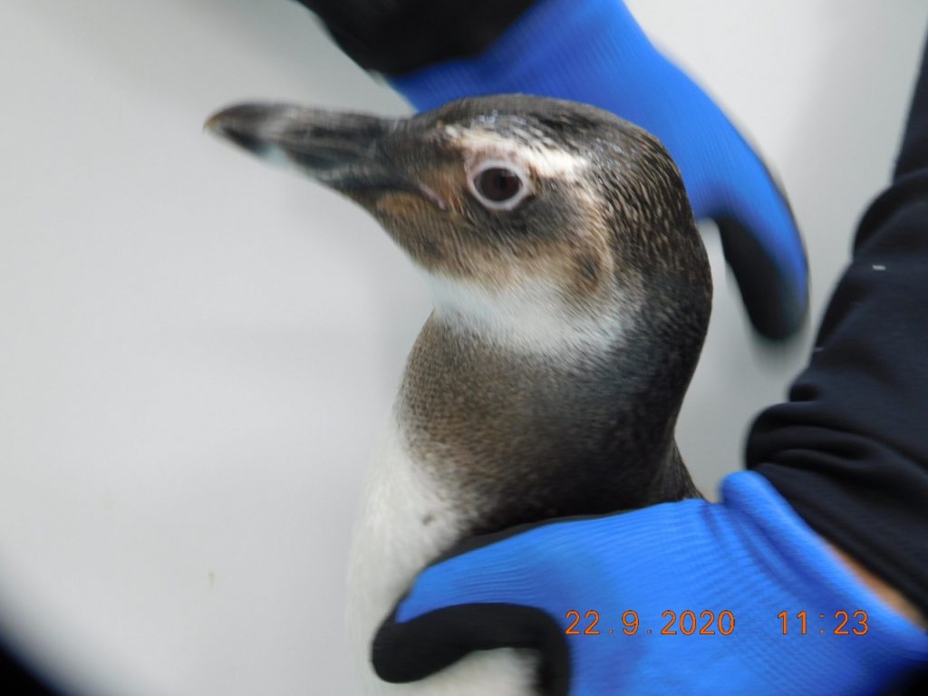 Pinguins na reabilitação. Foto: Divulgação/Iema