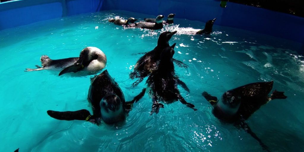 Pinguins na reabilitação. Foto: Divulgação/Iema