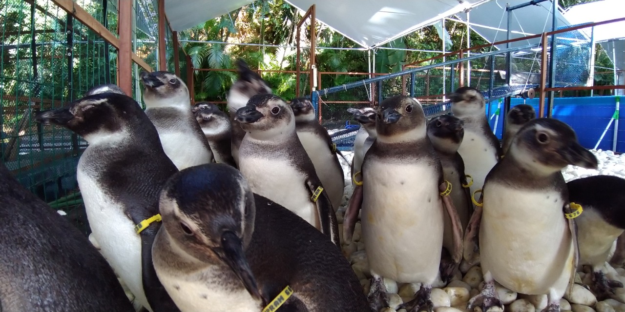 Pinguins na reabilitação. Foto: Divulgação/Iema