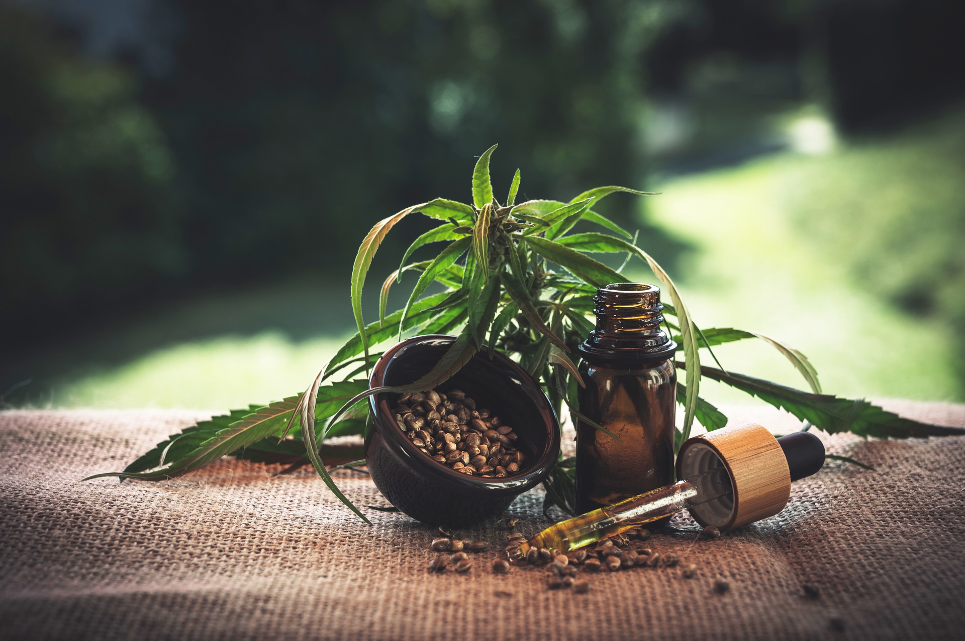 Da maconha são extraídos o CBD e o THC, substâncias utilizadas no tratamento contra depressão, epilepsia, esclerose múltipla, esquizofrenia, mal de Parkison e dores crônicas, entre outras. Foto: Julia Teichmann/Pixabay