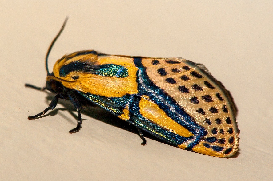 Mariposa-hieroglífica em repouso, com destaque para as cores chamativas de sua asa. Foto: Leonardo Merçon