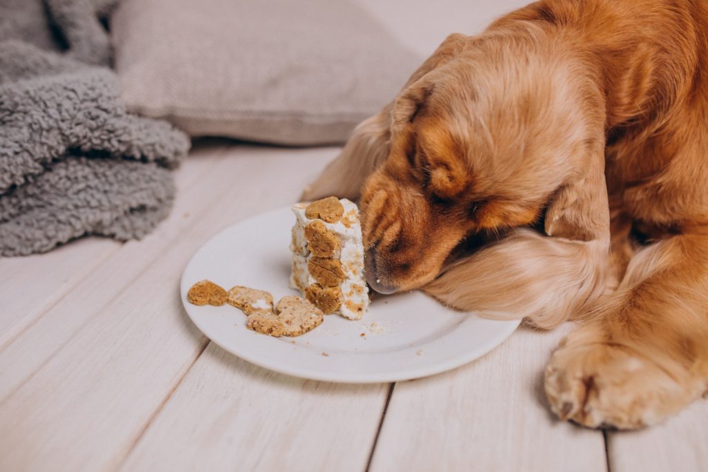 Cachorro comendo. Foto: FreePik