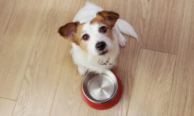 Cachorro na hora da alimentação. Foto: FreePik