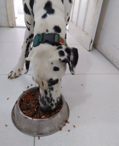 Dalmata da veterinária nutricionista Caroline. Foto: Arquivo Pessoal