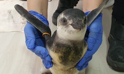 Pinguim em reabilitação. Foto: Agência Petrobras