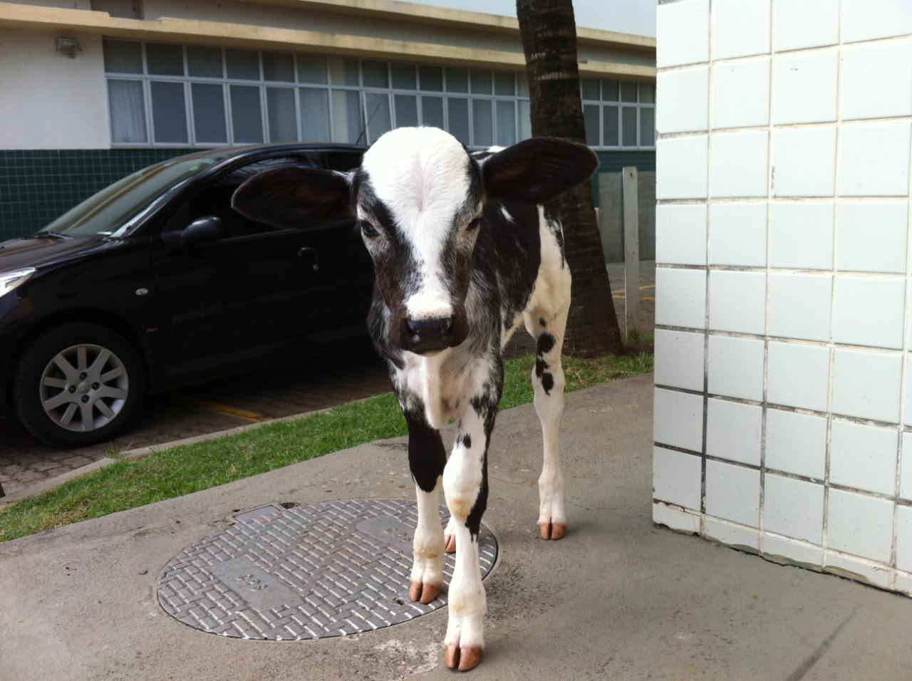 Quando filhote, o boi passeava pelo estacionamento do Hospital veterinário da UVV. Foto: Arquivo pessoal