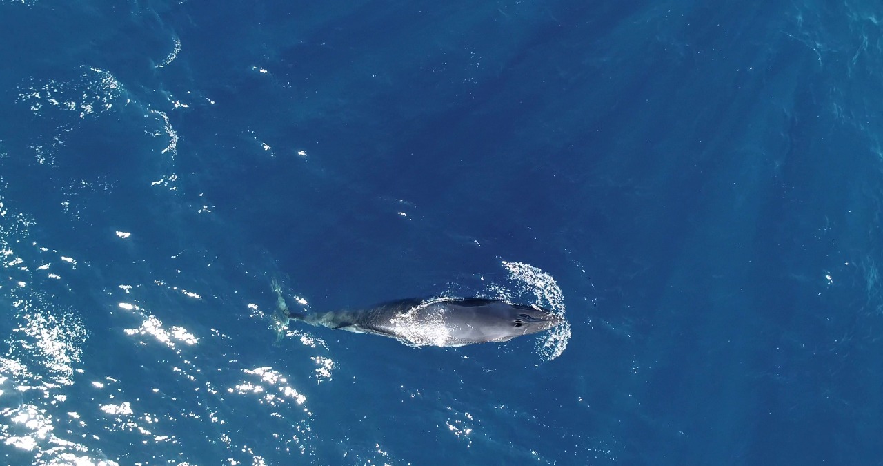 Pouco se sabe sobre a vida da baleia minke anã. Os dados dos pesquisadores capixabas ajudarão a compreender melhor a espécie. Foto: Luciano Cajaíba