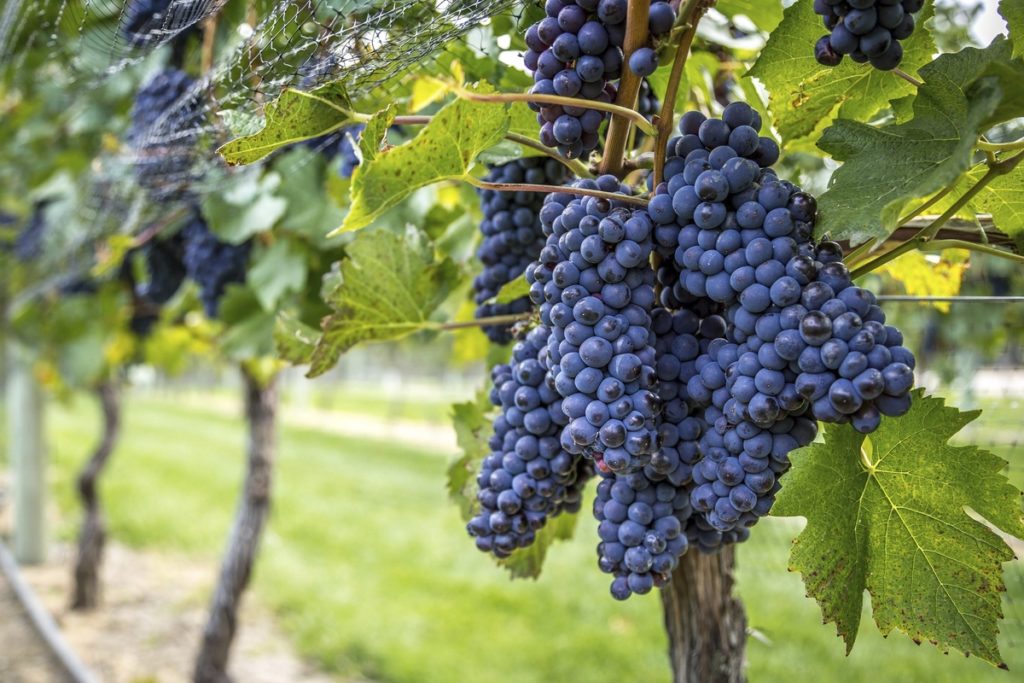A uva Pinot Noir