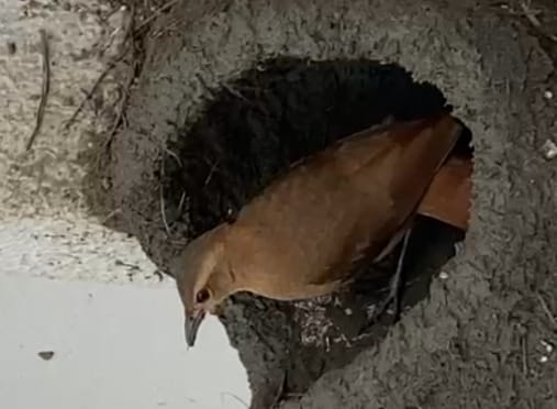 Ninho de joão de barro em janela de condomínio de Valparaíso, na Serra. Foto: Reprodução 