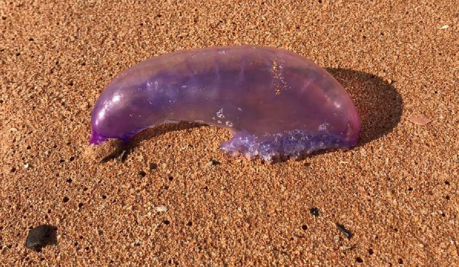Caravela portuguesa encontrada em Manguinhos, na Serra. Foto: Divulgação/Semma-PMS