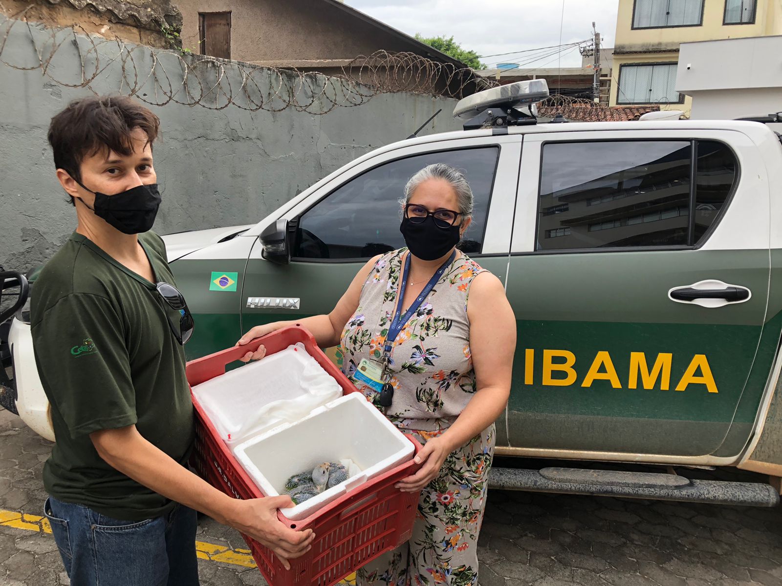 Filhotes de papagaios chauá tratados na UVV antes de serem encaminhados para um criador conservacionista. Foto: Divulgação