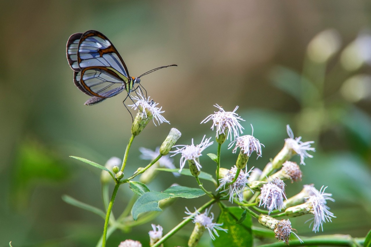 Borboleta se alimentado e realizando a polinização. Foto: Leonardo Merçon